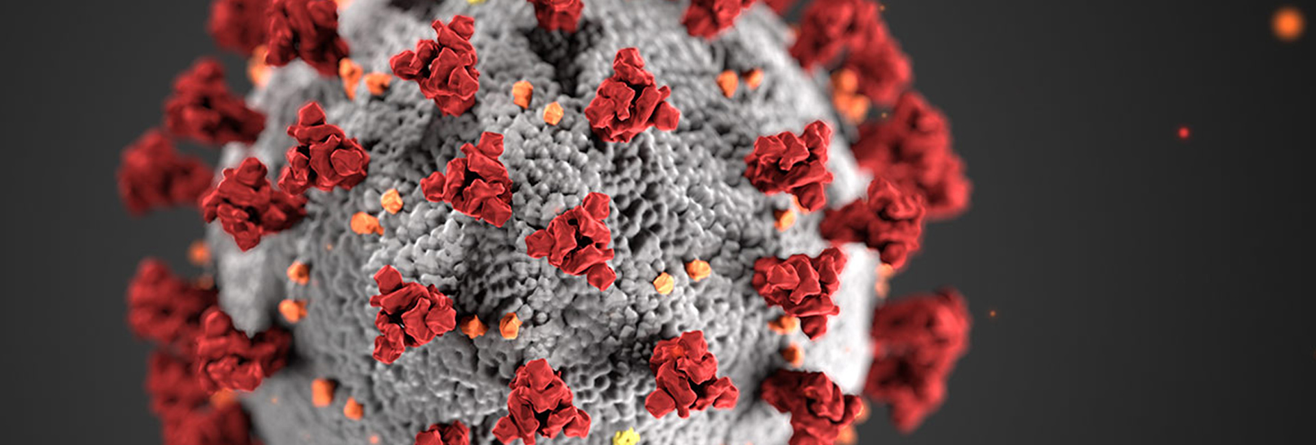 Coronavirus Blog 2